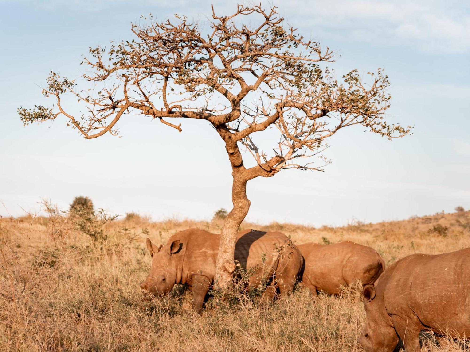 Umkhaya Lodge Mkuze Экстерьер фото